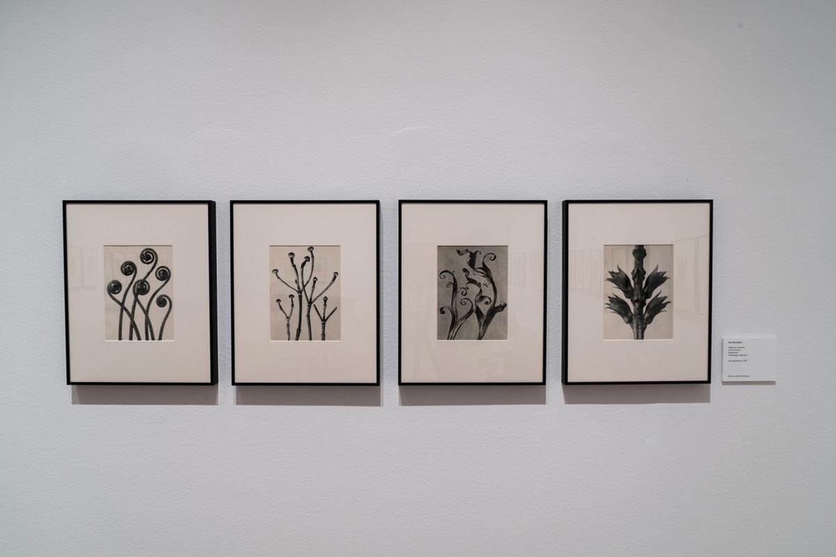 Loewe rinde homenaje en el Thyssen al naturalismo de Karl Blossfeldt Loewe rinde homenaje en el Thyssen al naturalismo de Karl Blossfeldt