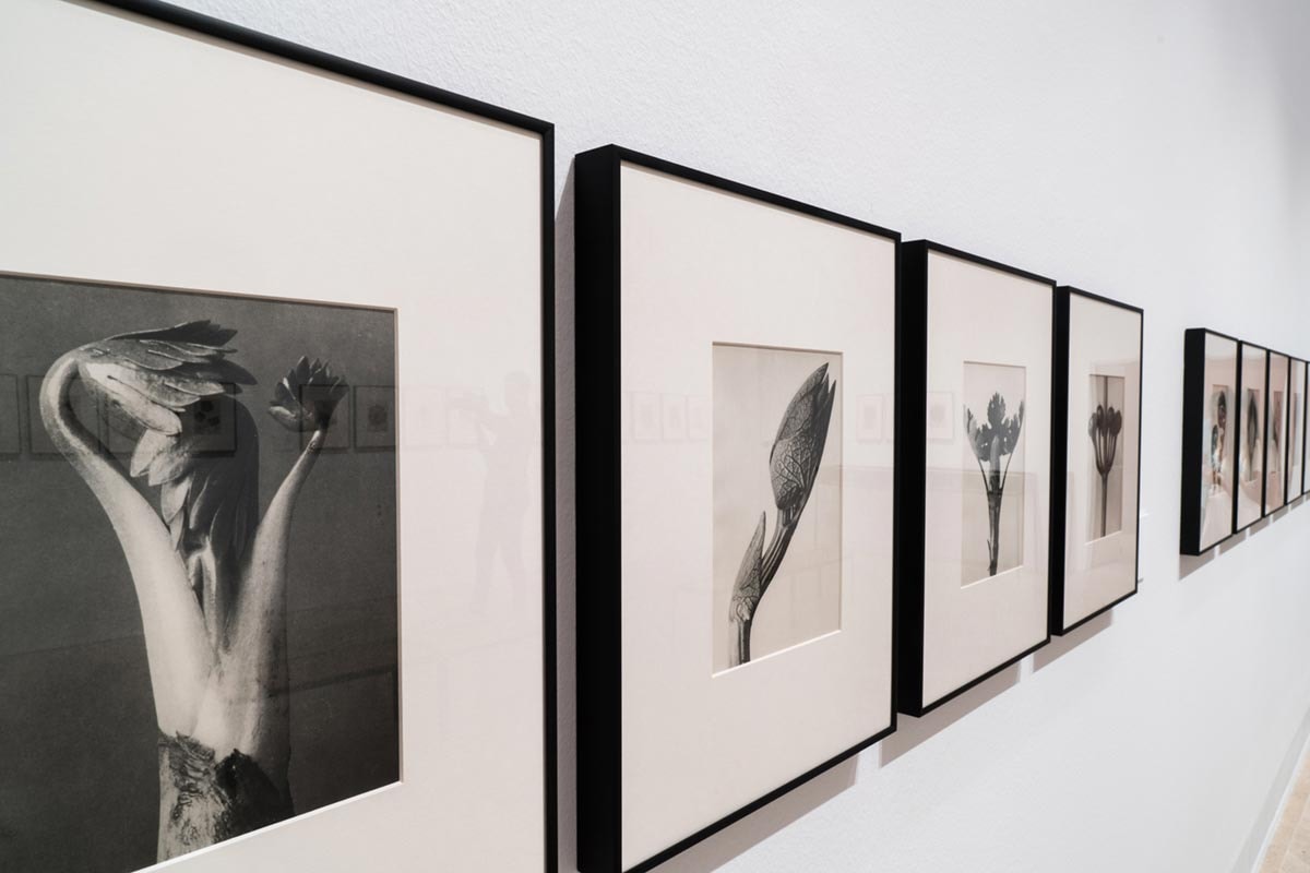 Loewe rinde homenaje en el Thyssen al naturalismo de Karl Blossfeldt Loewe rinde homenaje en el Thyssen al naturalismo de Karl Blossfeldt