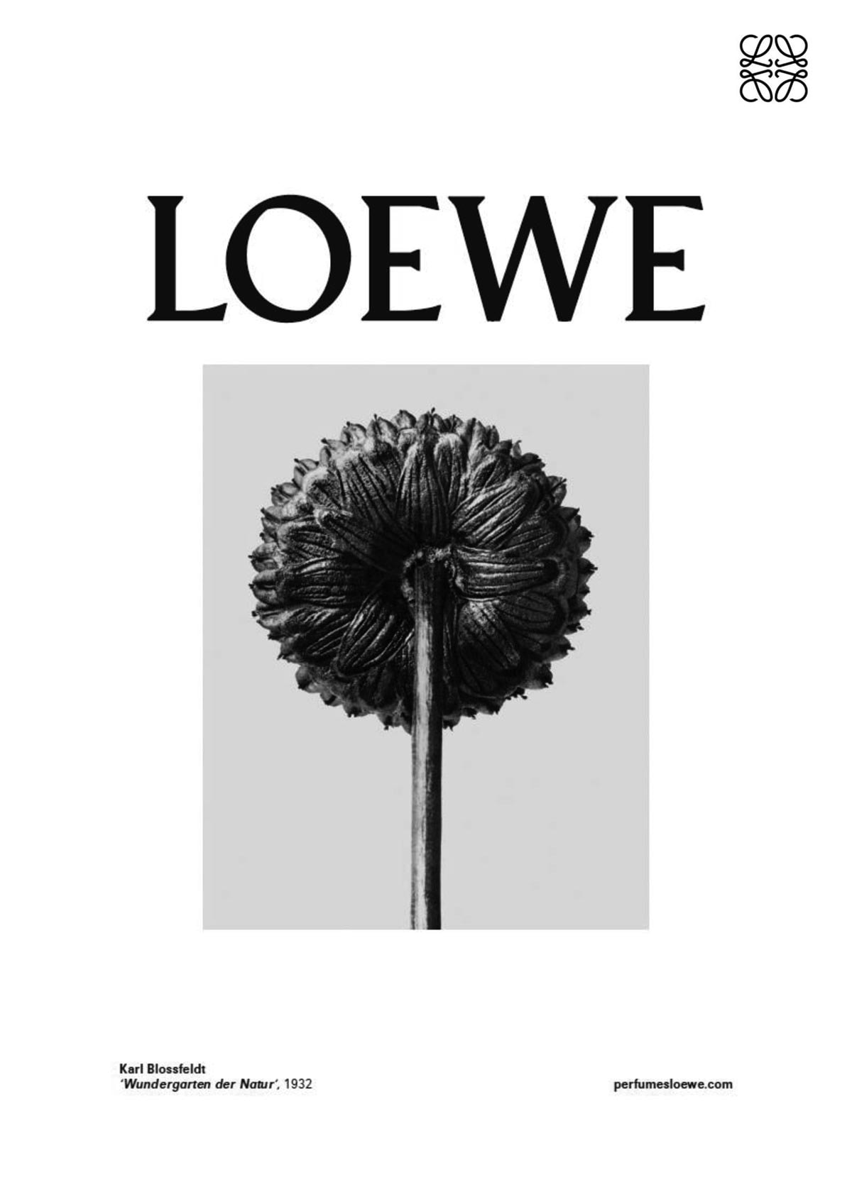 Loewe rinde homenaje en el Thyssen al naturalismo de Karl Blossfeldt Loewe rinde homenaje en el Thyssen al naturalismo de Karl Blossfeldt