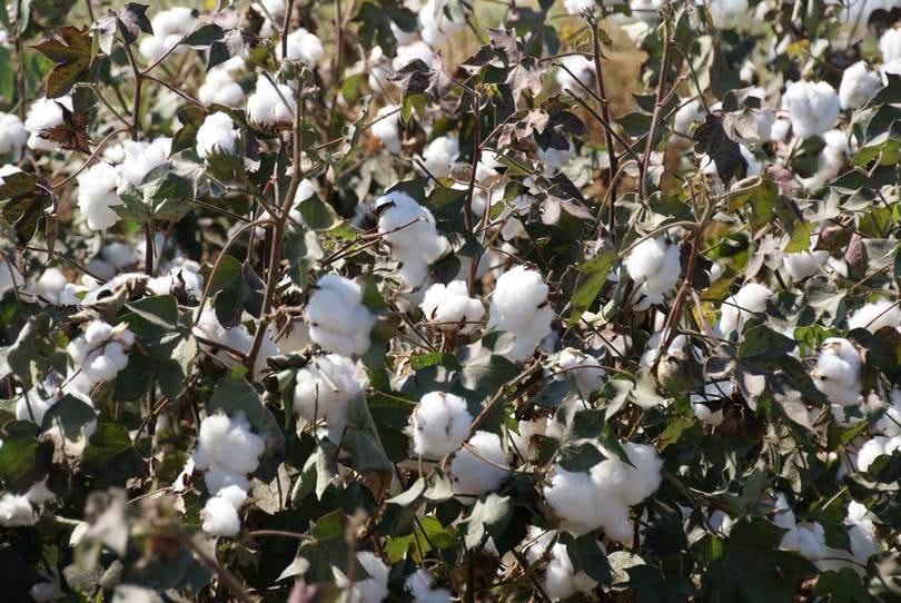 Google se alía con WWF para crear una plataforma de moda sostenible Google se alía con WWF para crear una plataforma de moda sostenible